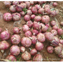 Nova cebola vermelha fresca da colheita (5-7cm)